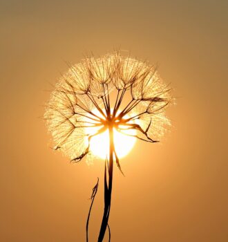 dandelion, sun, backlighting-1557110.jpg