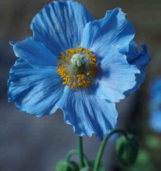 flower, botany, himilayan blue poppy-4202825.jpg
