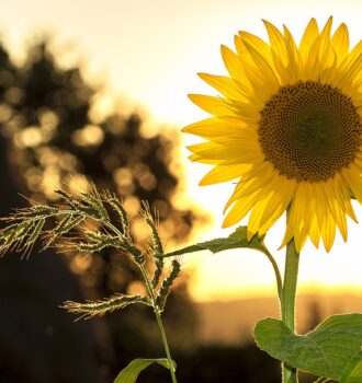 sunflower, flower, plant-1127174.jpg